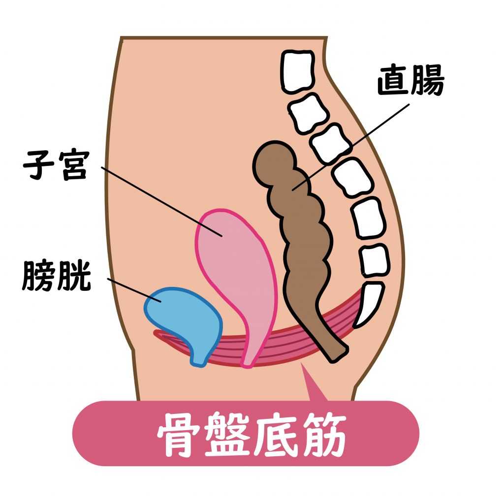 骨盤底筋の図説